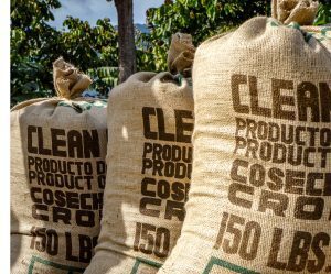 Bags of coffee at Chacaya Coffee Cooperative